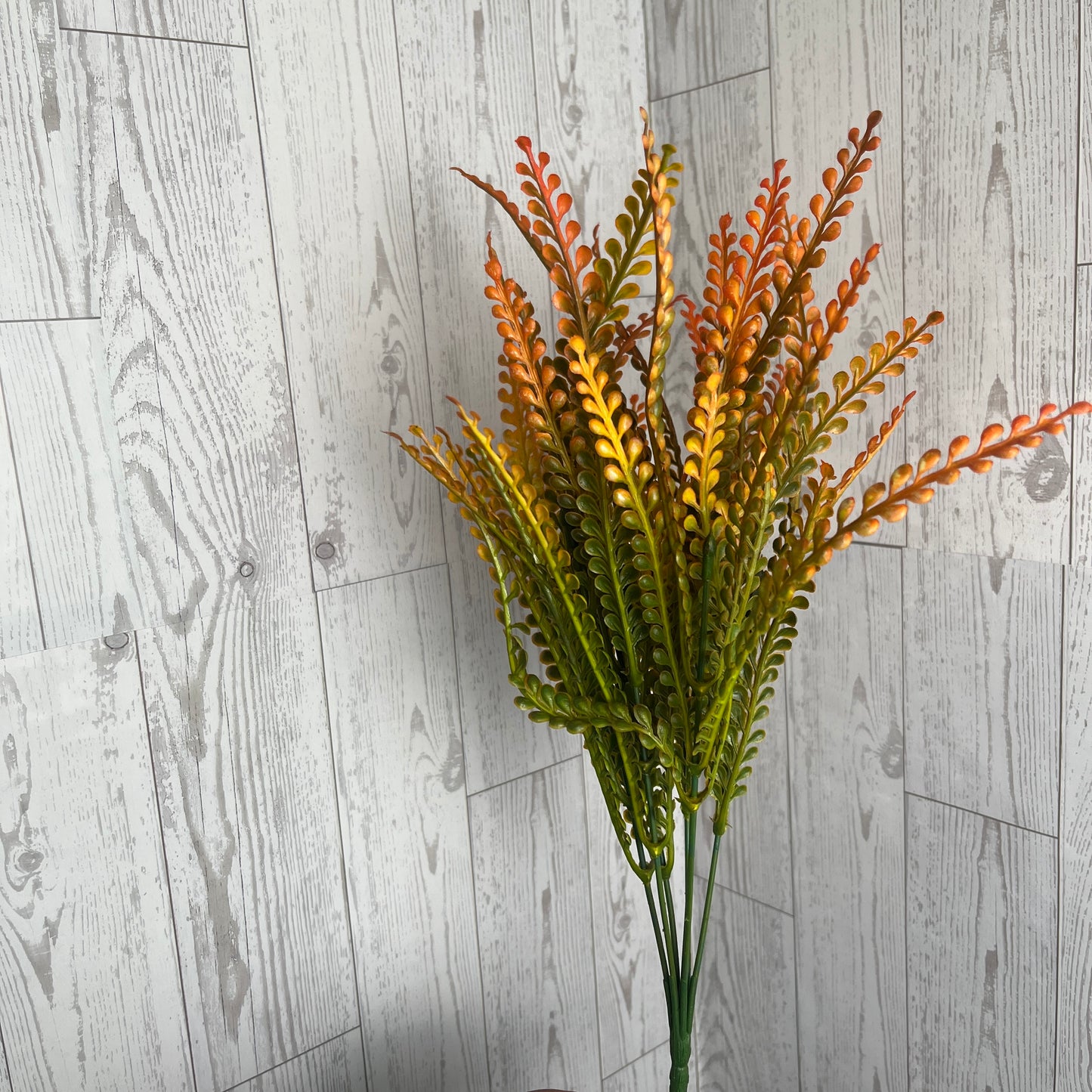 16" Button Fern Orange Tip Grass Bush