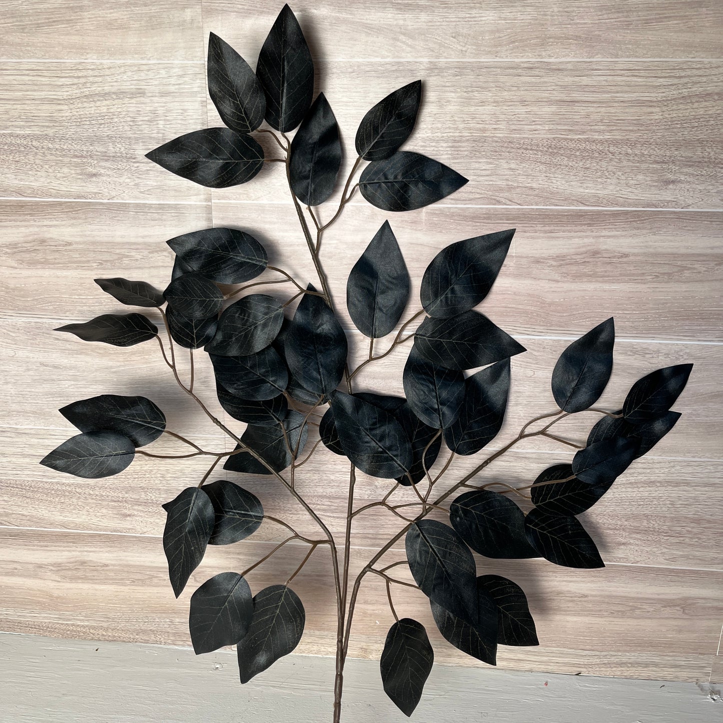 Black Ficus Stems (Sold by set of 3 Stems)