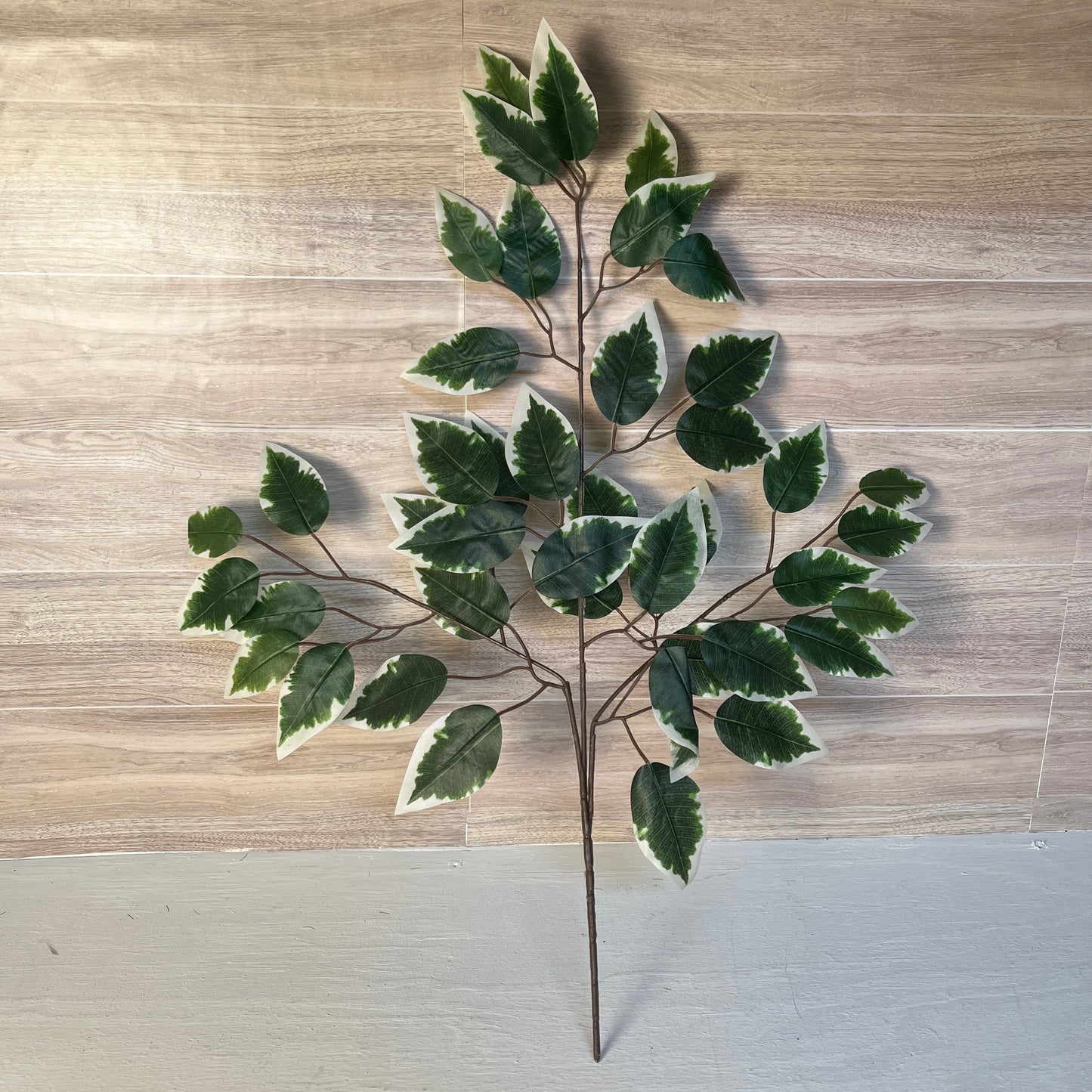 Variegated Green & White Ficus Stems (Sold by set of 3 Stems)