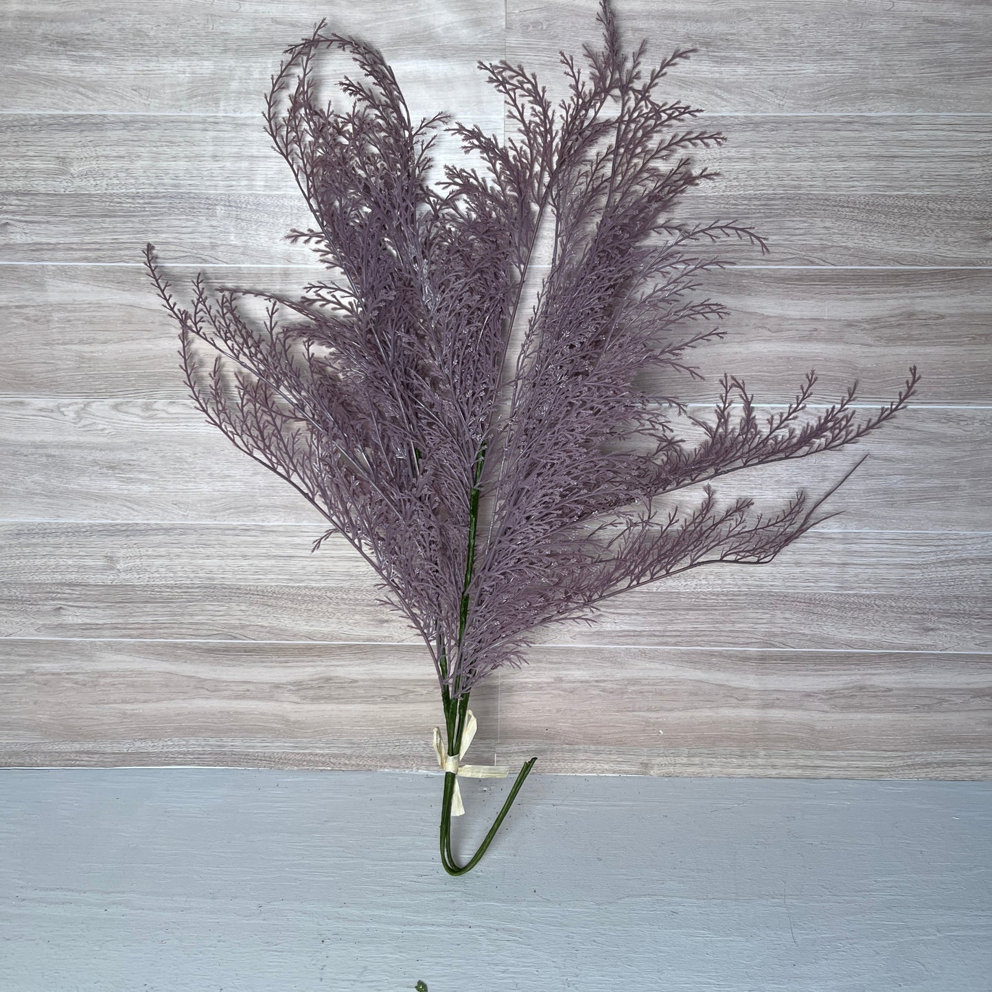 Phoenix Tail Fern (3) - Purple