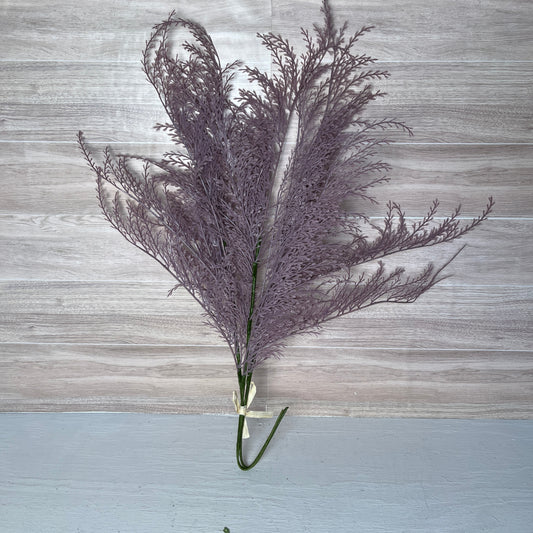 Phoenix Tail Fern (3) - Purple