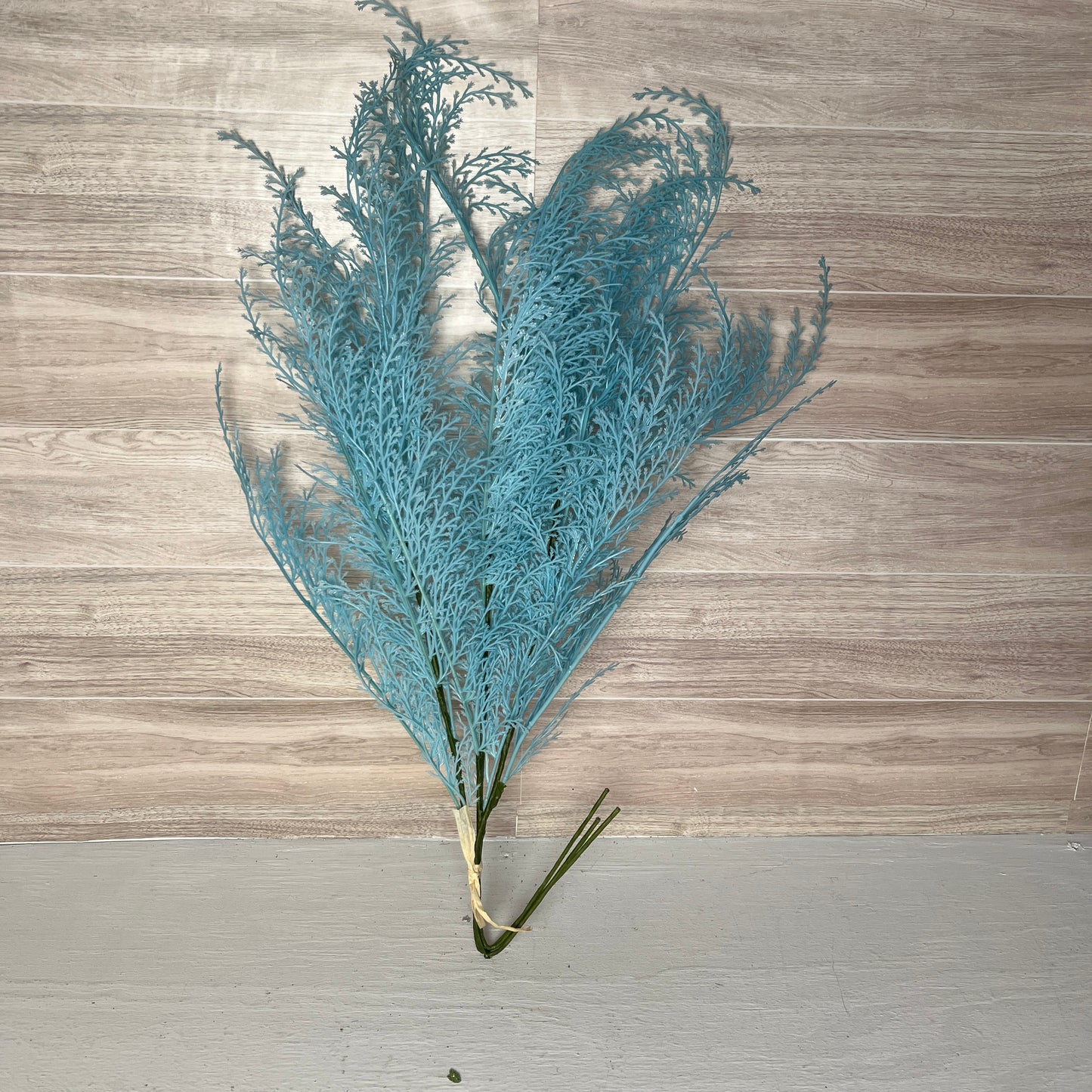 Phoenix Tail Fern (3) - Blue