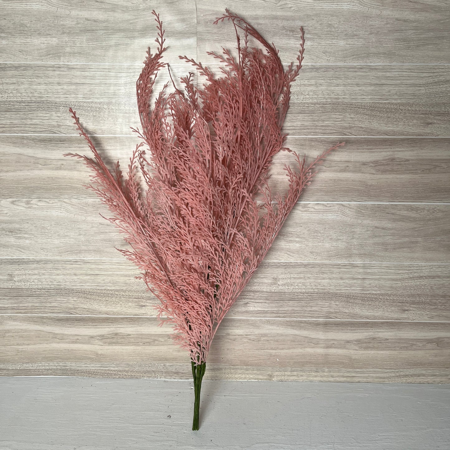 Phoenix Tail Fern (3) - Pink